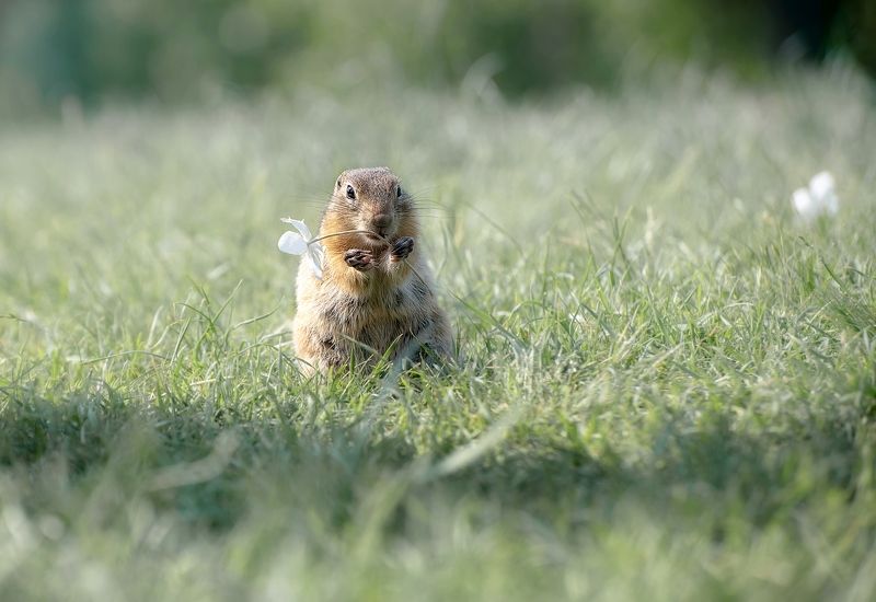 суслик,  татышев парк,животный мир Суслик малышphoto preview