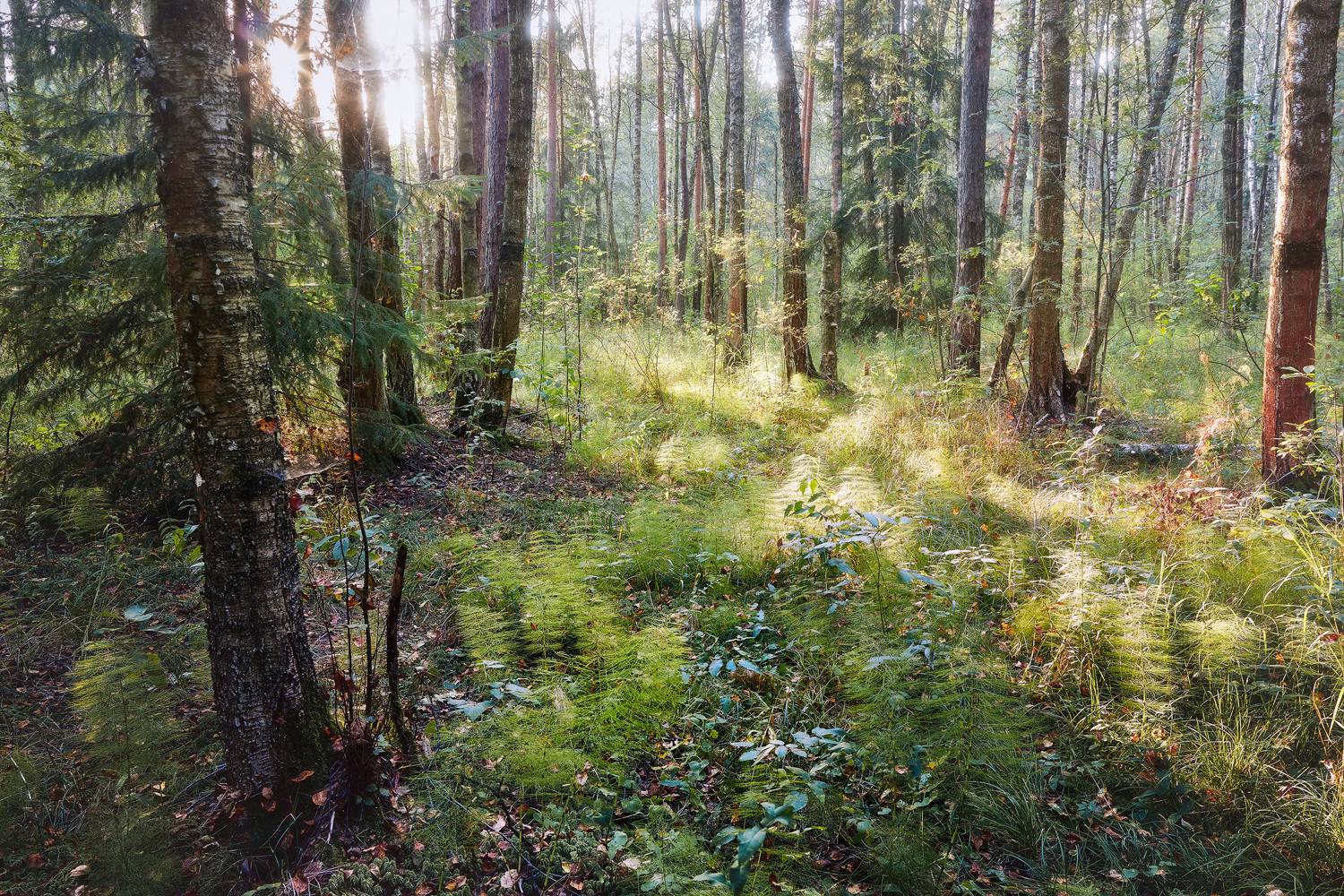 В летнем лесу. Автор: Валерий Вождаев лес, листва, зелень, лето, Валерий Вождаев