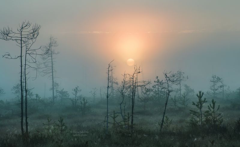 Туманный рассвет на болотеphoto preview