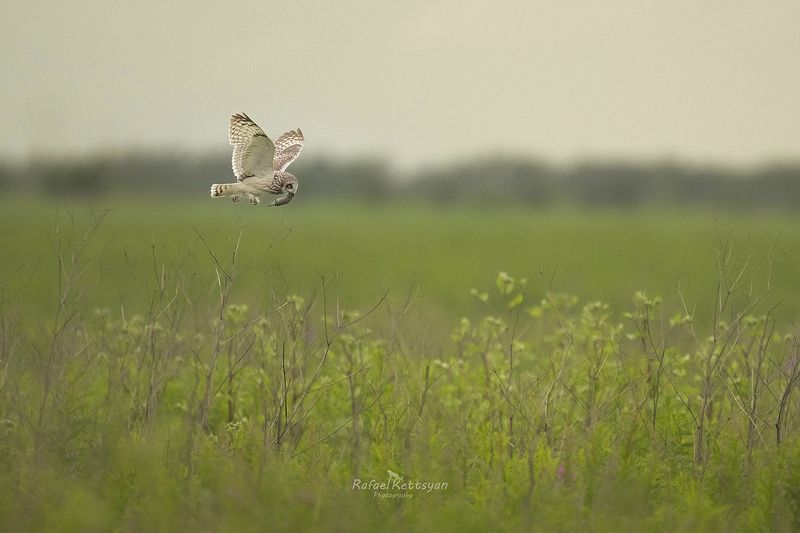 #owls, #wildlife, #animals, #birds, #совы Болотная сова со своей добычей \\ Short eared owl with the preyphoto preview