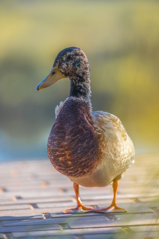 утки, остров, путешествие, осень Островские уткиphoto preview