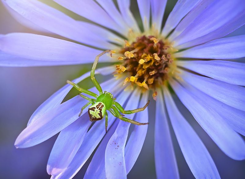 Паучокphoto preview