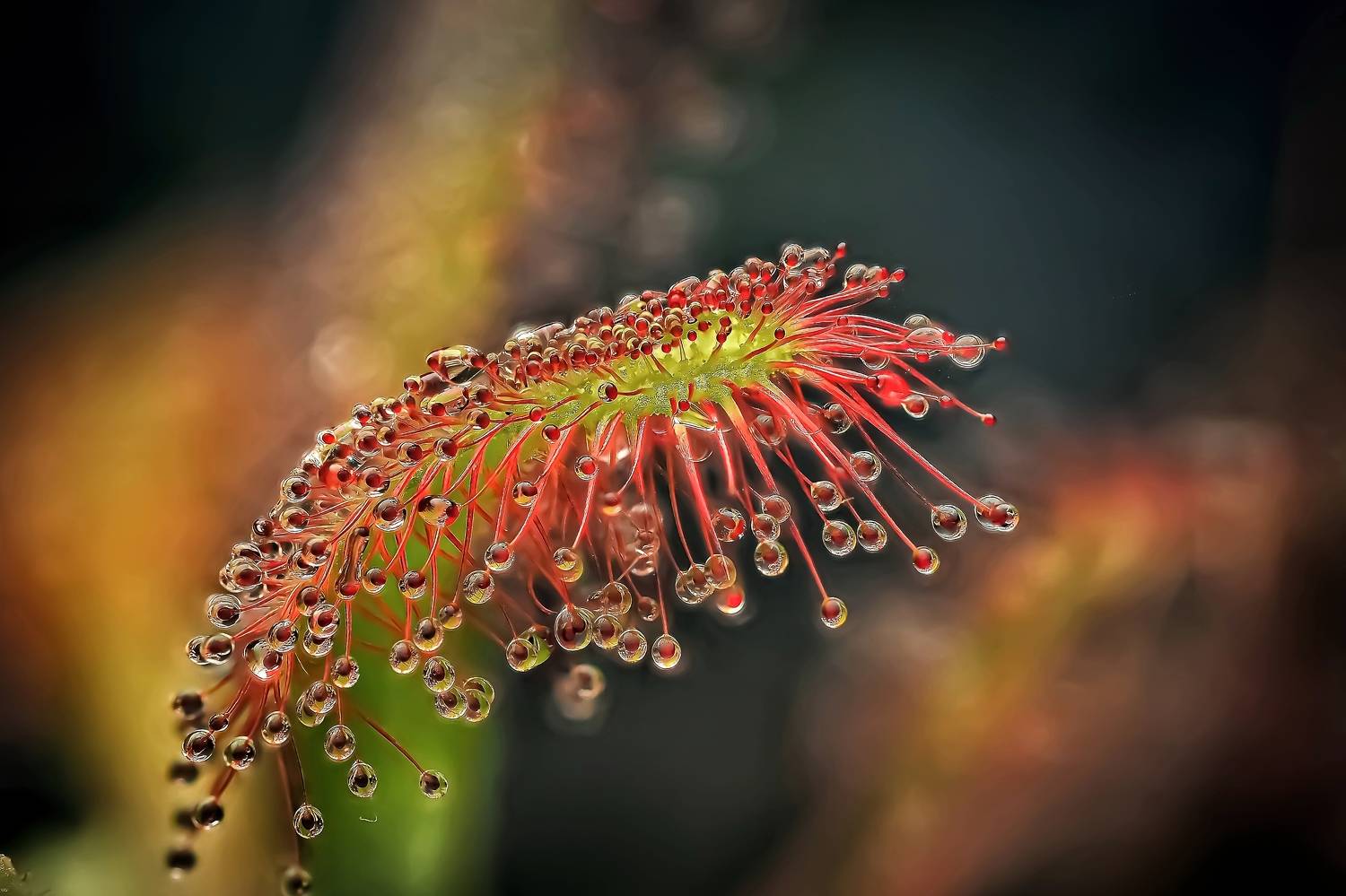 Хищник, Савчук Анатолий