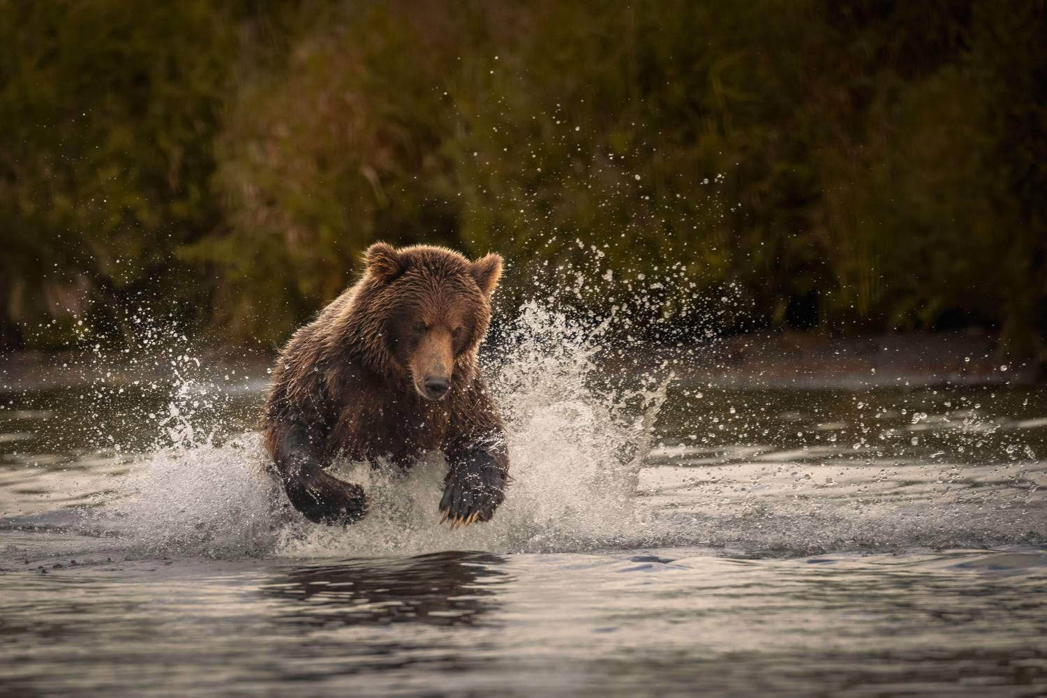 bear, mammal, bears, kamchatka, камчатка, медведь, медведи, Bevzenko Roman