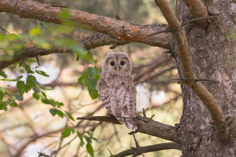 длиннохвостая неясыть, неясыть, сова, совёнок, птица, новосибирск, лес, бор Дитя леса фото превью