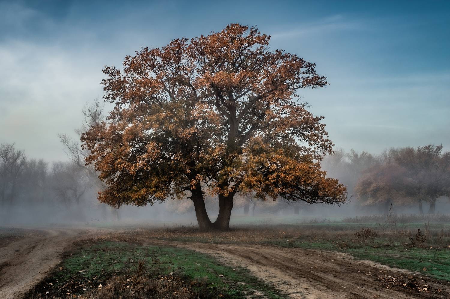За туманом. Автор: Vasilev Roman дуб,туман,небо,пейзаж,природа, Vasilev Roman