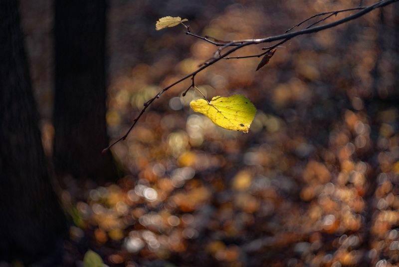 Осенняя серияphoto preview