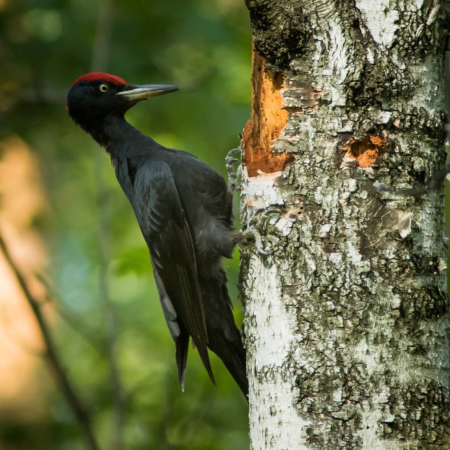 Желна. Автор: Суслов Дмитрий желна, Суслов Дмитрий