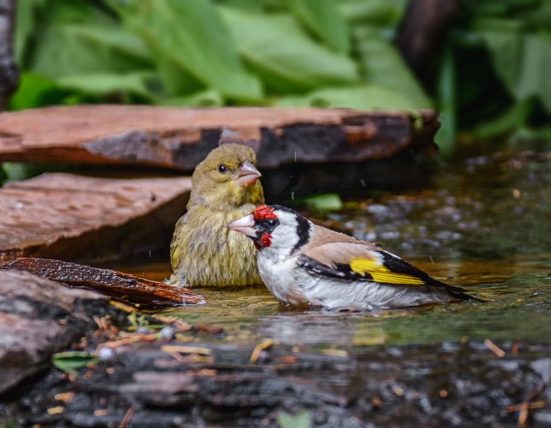 птицы, щегол, зеленушка, ручей, жара, В купальне.. (серия)photo preview