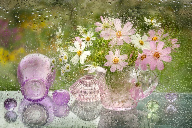 природа. натюрморт,  цветы, космея, ваза, капли, дождь Космеяphoto preview