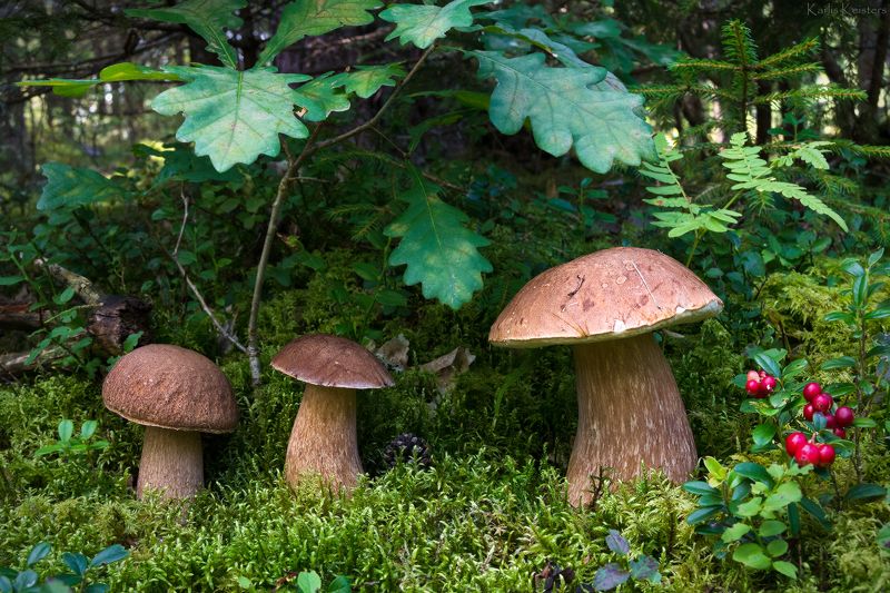 *** фото превью