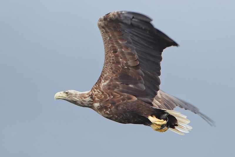 Haliaeetus albicillaphoto preview