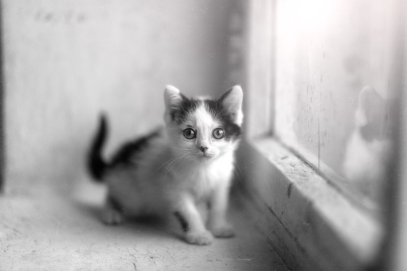 cats pets animals Васенькаphoto preview