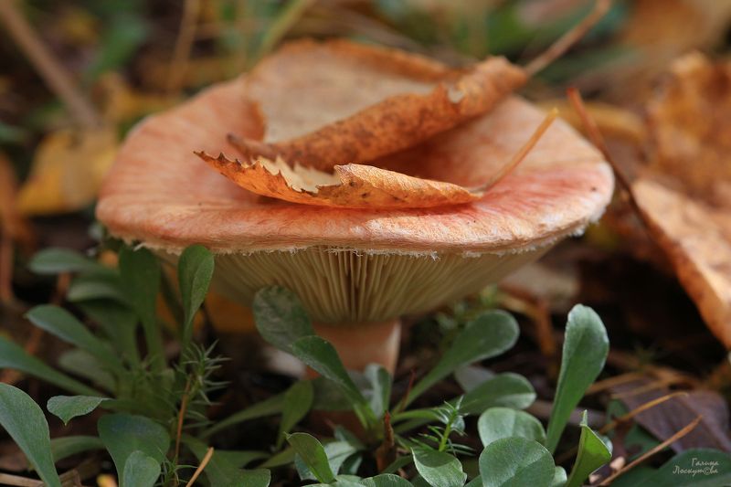 гриб, листок, оранжевый, лес, споры, трава Оранжевый красавецphoto preview