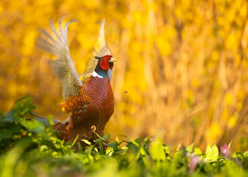 Pheasantphoto preview