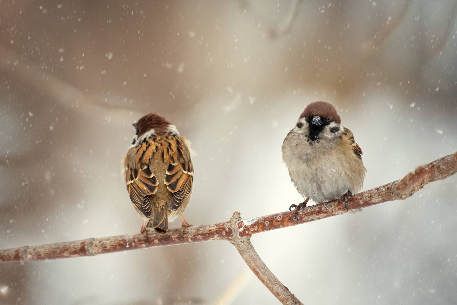 Я обиделась.... Автор: Рагинская Ольга , Рагинская Ольга