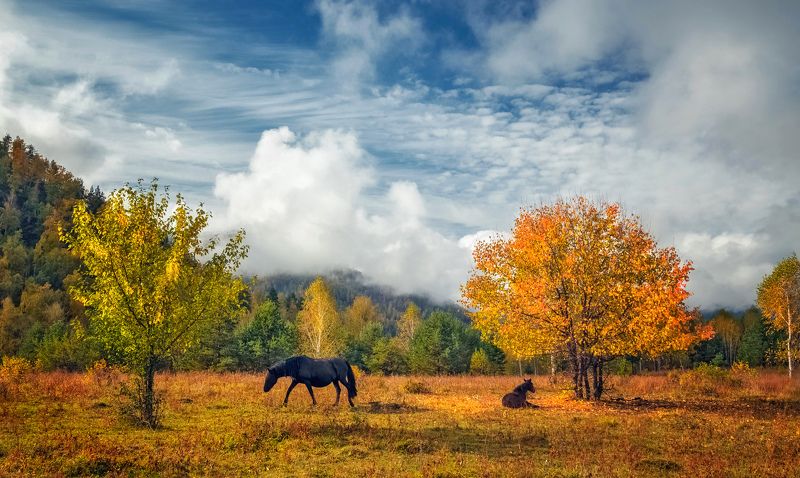 горный алтай,чемальский район,осень,утро,лошадь,жеребенок На лесной полянке...photo preview