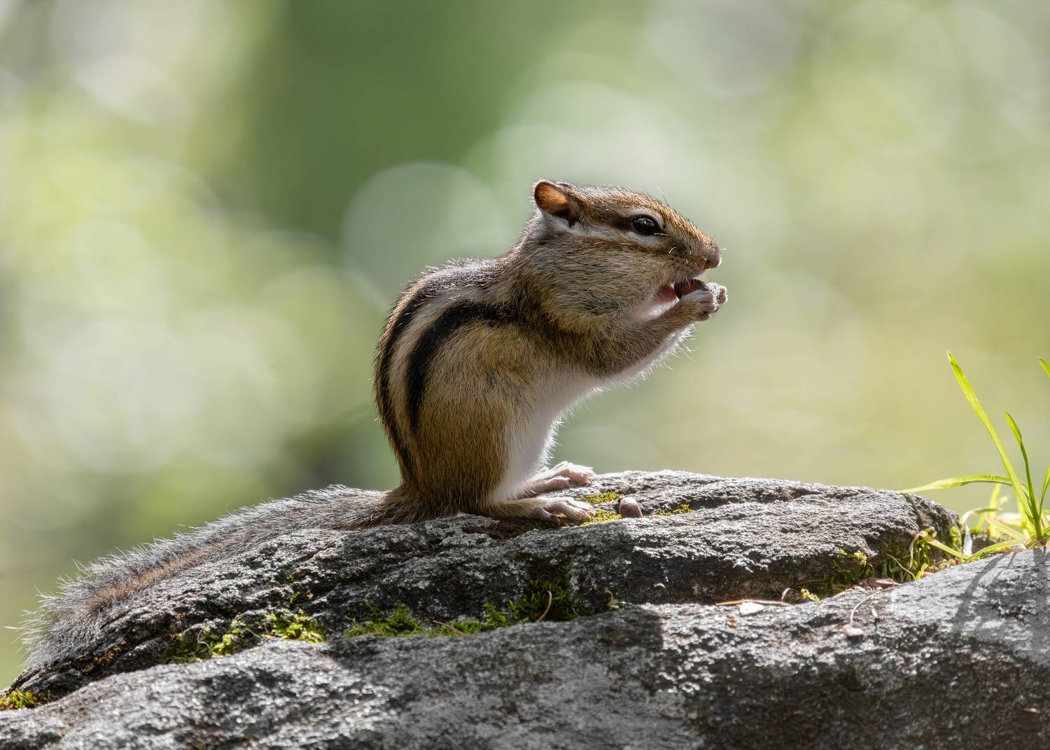 Бурундук и орешек. Автор: Rimma Gerasimenko бурундук, сибирский бурундук, Eutamias sibiricus, млекопитающие, природа, животные, звери, грызуны, Rimma Gerasimenko