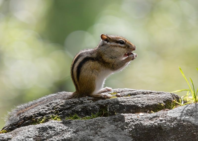 бурундук, сибирский бурундук, Eutamias sibiricus, млекопитающие, природа, животные, звери, грызуны Бурундук и орешек фото превью