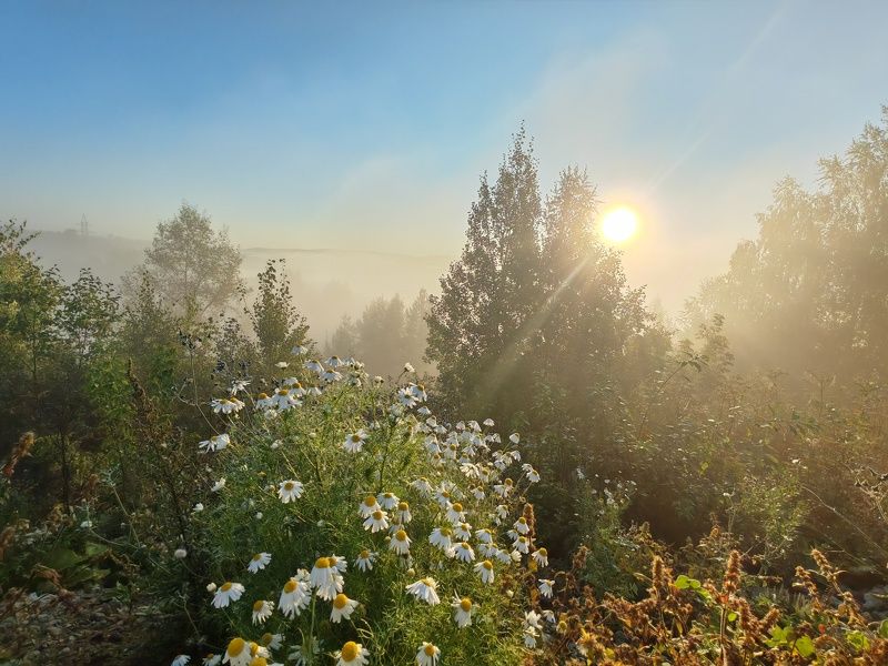 Утро туманноеphoto preview