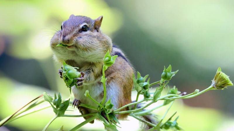 Скоро зима, надо жирок наращивать ...photo preview