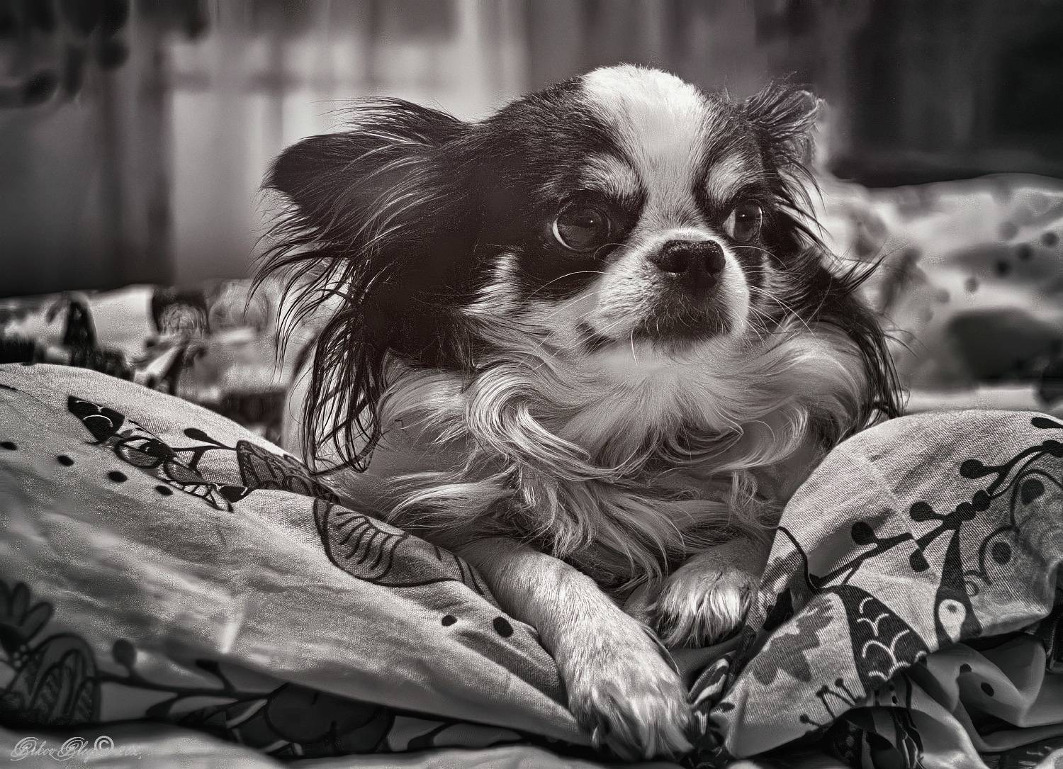 ***. Автор: Олег Орлов , Олег Орлов