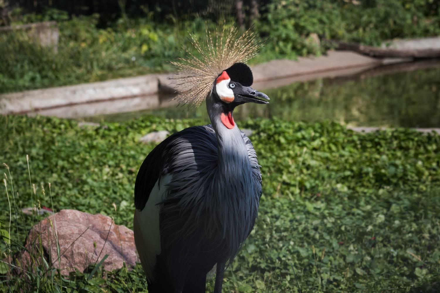 P159. Автор: Клюков Виталий , Клюков Виталий