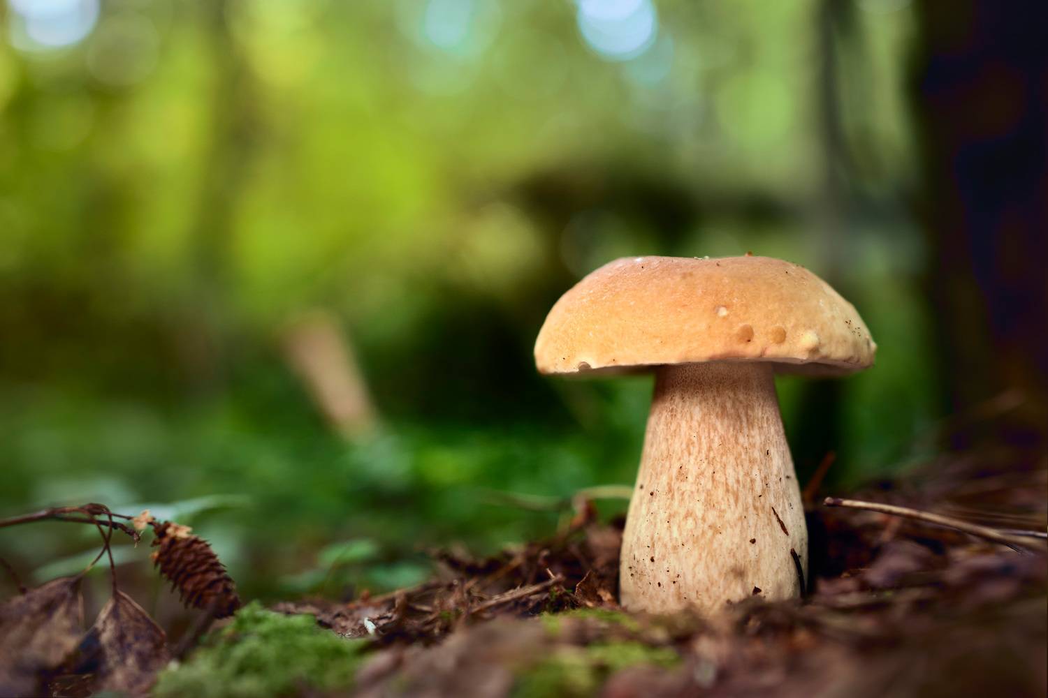 Гриб. Автор: Валерий Вождаев гриб, Валерий Вождаев