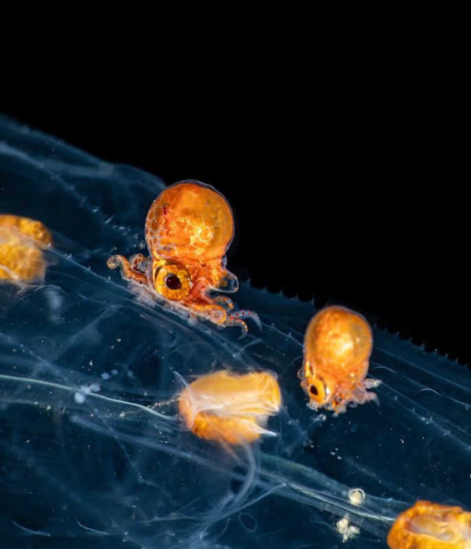 #mluwphotography Blackwater divephoto preview