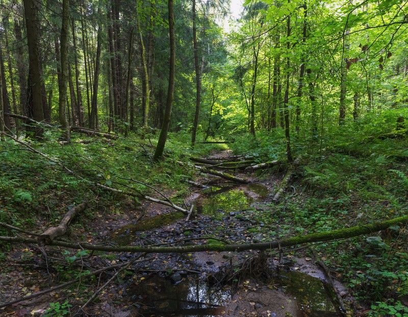 природа,лес,пейзаж ***photo preview