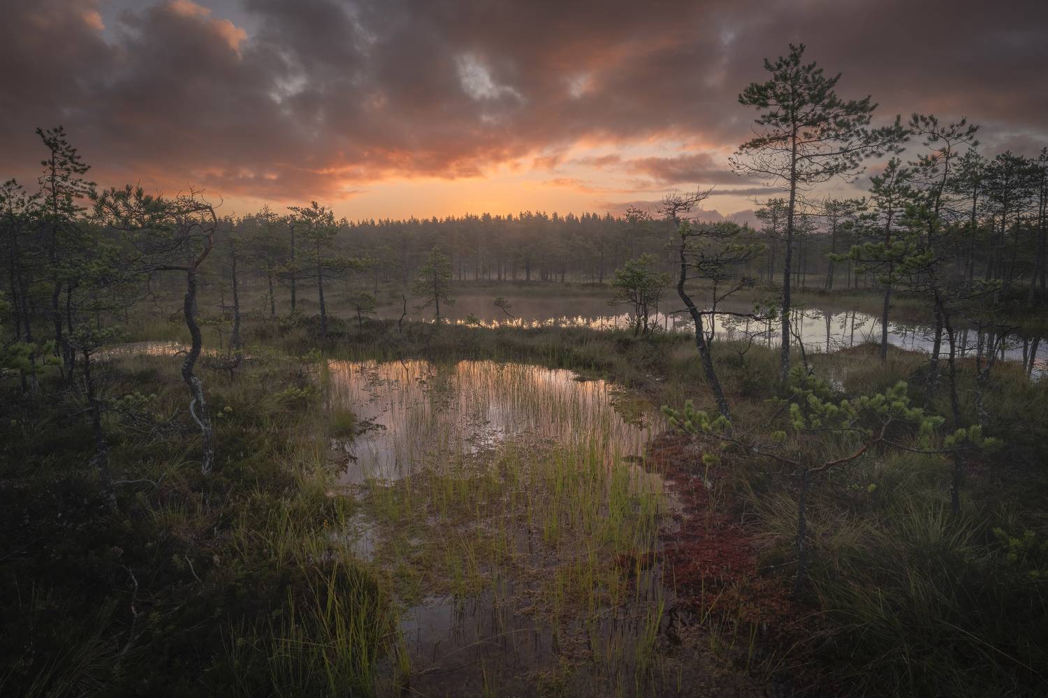 Рассвет на болоте. Автор: Mikhail Ioannisian болота ленинградской области, рассвет, пейзаж, Mikhail Ioannisian
