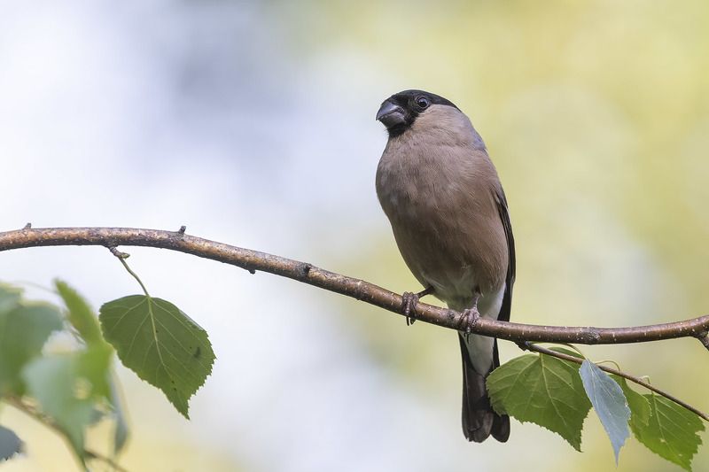 Птицы, Подмосковье ***photo preview