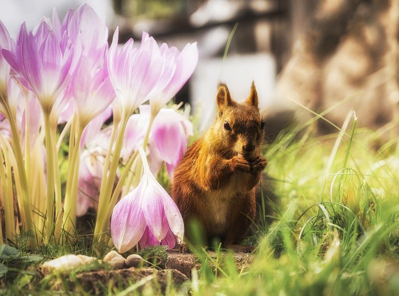 белочки за трапезойphoto preview