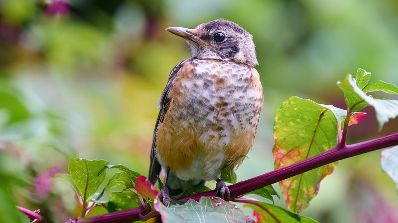 American-Robin-Fledglingphoto preview