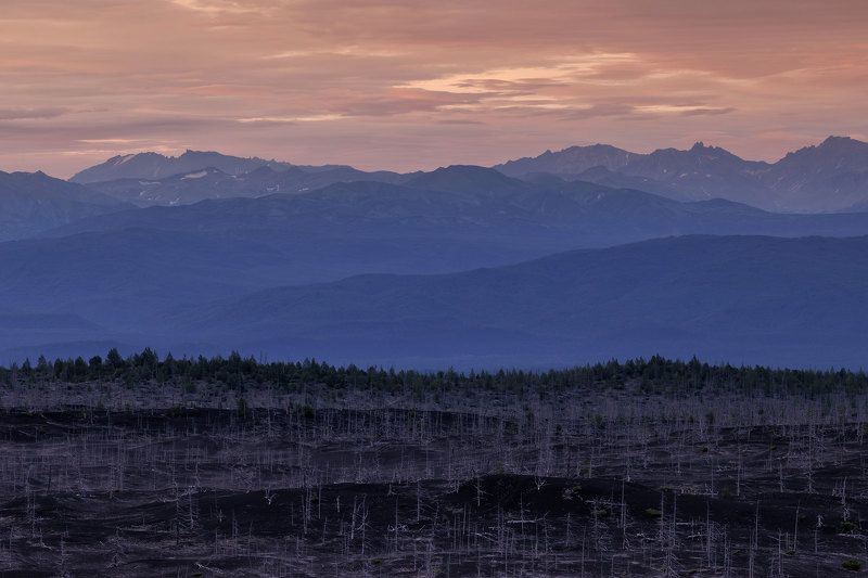 Камчатка. Мертвый лес фото превью