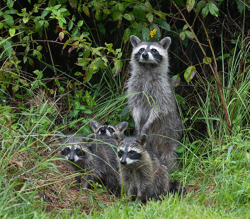 енот обыкновенный, енот-полоскун, raccoon, енот, дикие животные, животные, animals Raccoon Family - Енот- полоскунphoto preview