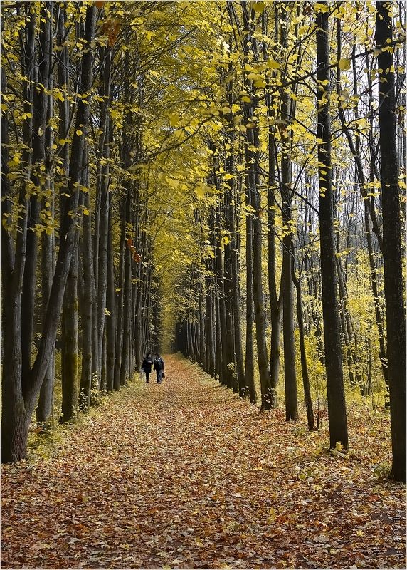 город, парк, аллея, деревья, кроны, листва, тропинка, осень А вот и Осень...photo preview