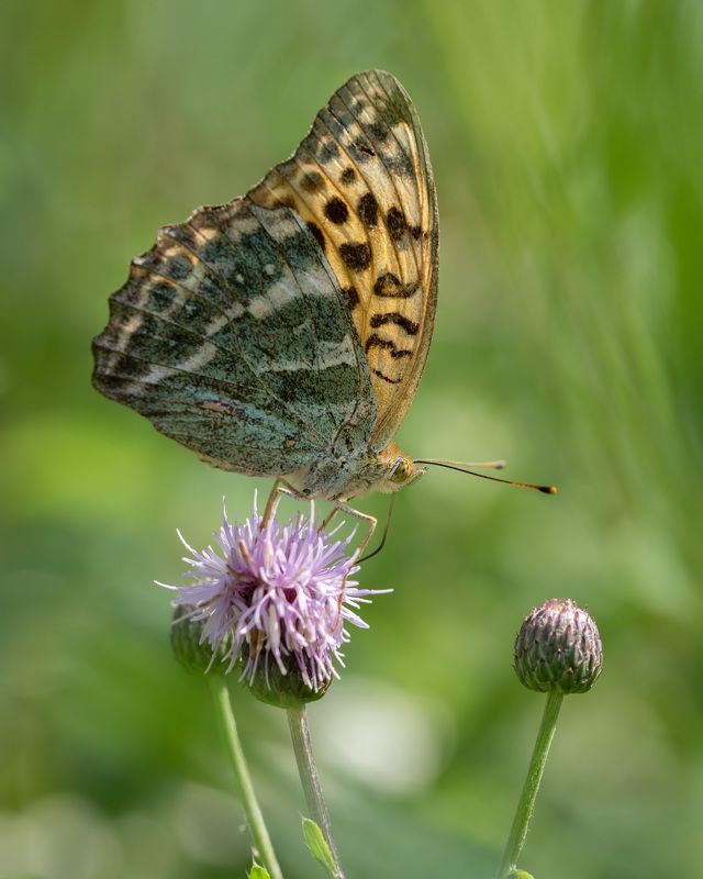 Перламутровкаphoto preview