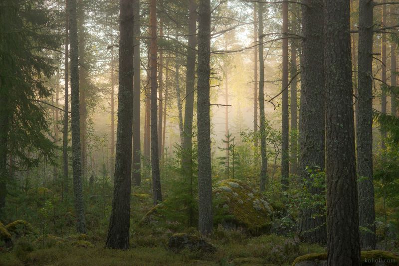 ленинградская область, в лесах под выборгом, карельский перешеек, туман на озере, туман, дремучий лес Туман на лесном озереphoto preview