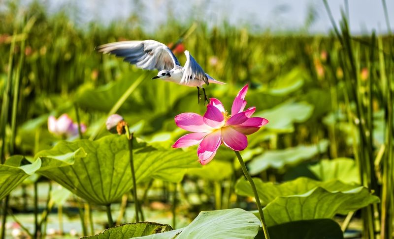 белощекая крачка и цветки лотоса Белощекая крачка на взлете.photo preview