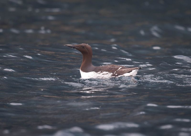 кайра, кайры, птицы, природа, японское море, uria, uria aalge Тонкоклювая кайра фото превью