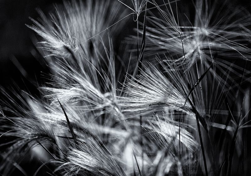 чб фото, осень, монохром Осень в монохромеphoto preview