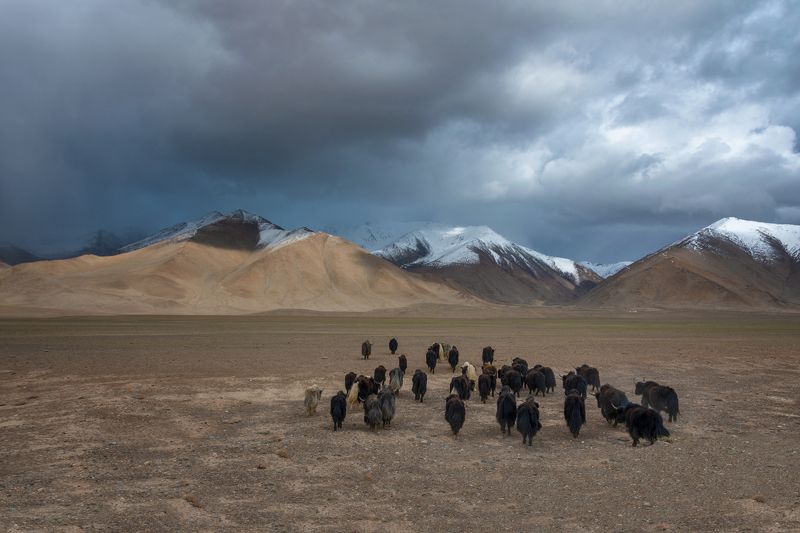 таджикистан, памир, памирское нагорье, памирский тракт, горы, тучи, стадо, сарлыки Возвращение домойphoto preview