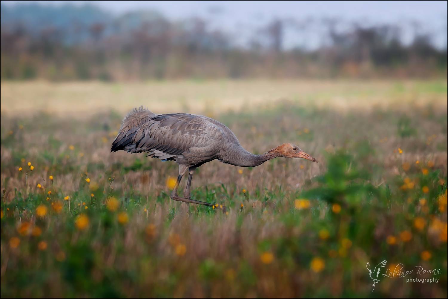 Маленький мечтатель. Автор: Лобанов Роман , Лобанов Роман
