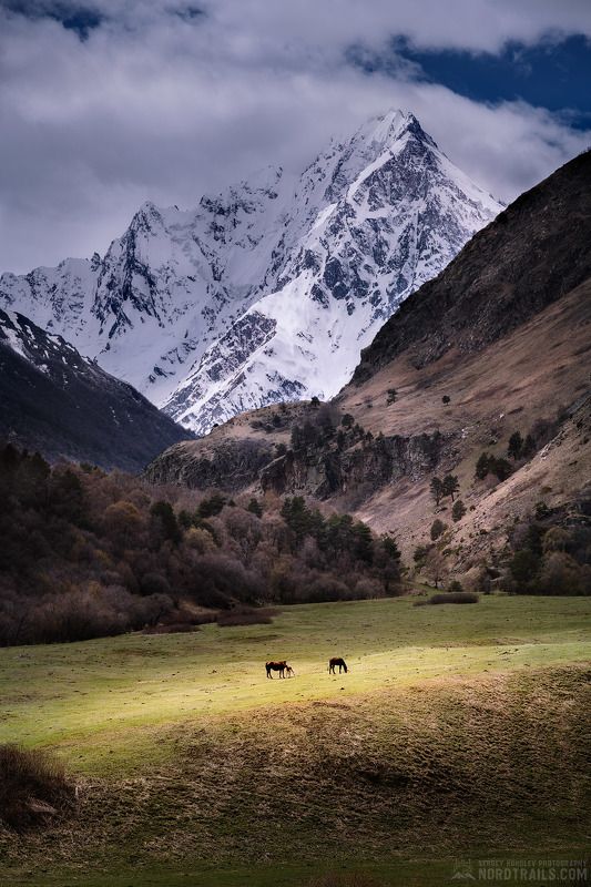 Красавец Тихтенгенphoto preview