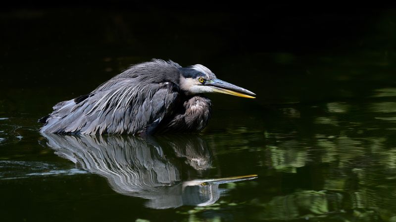 Мгновение до броска ...photo preview