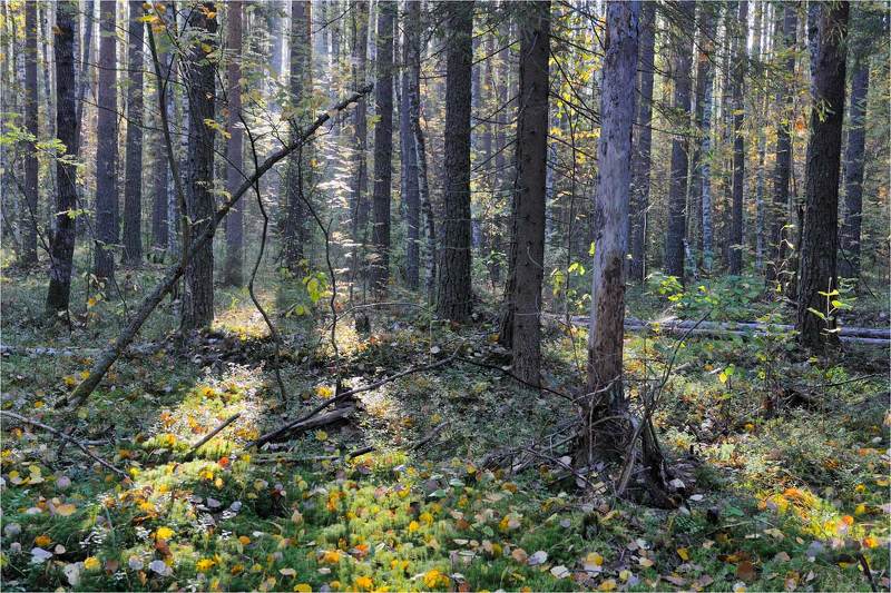 В лесуphoto preview