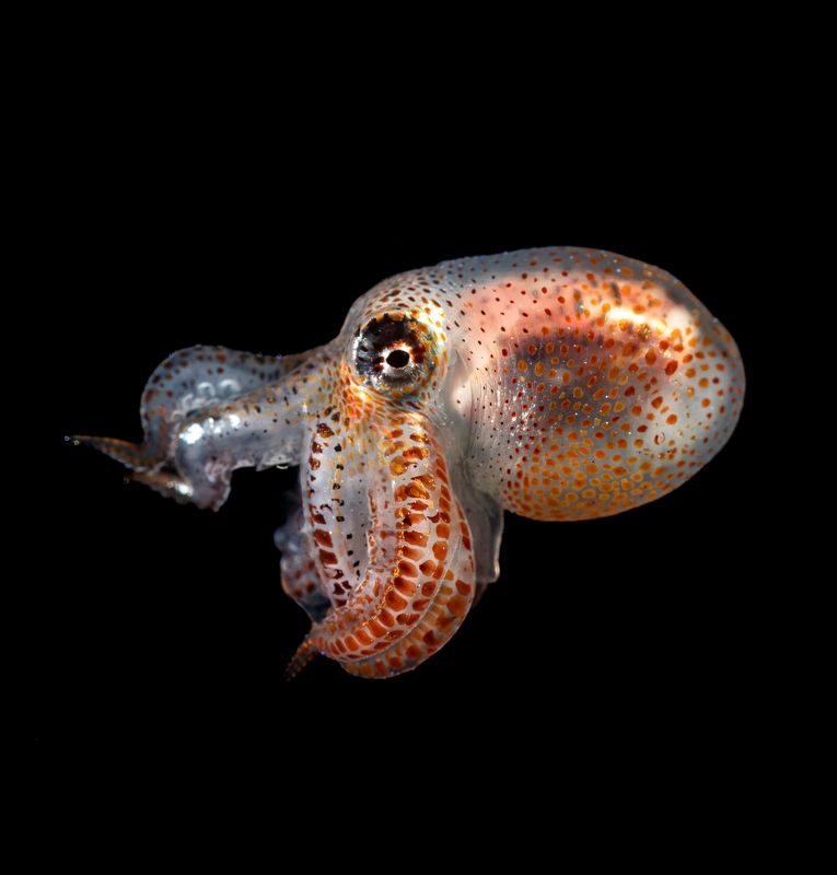 Bonfire dive photo preview