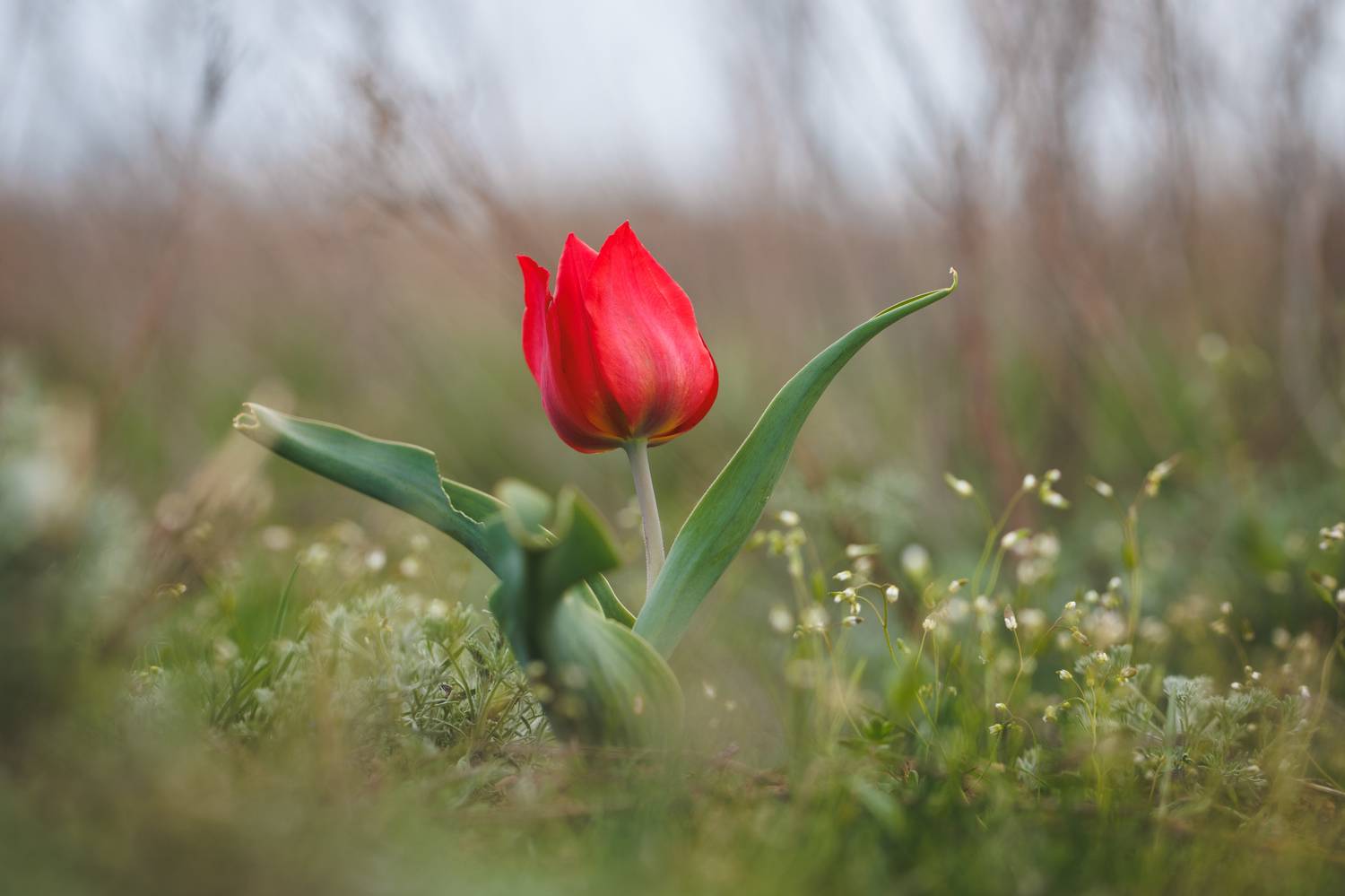 Тюльпан душистый. Автор: Rimma Gerasimenko тюльпан, тюльпаны, первоцветы, природа калмыкии, тюльпановая степь, фестиваль тюльпанов, природа, растения, красная книга, Rimma Gerasimenko
