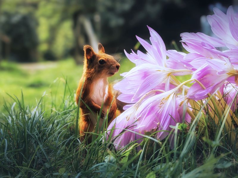 белочка цветочкиphoto preview